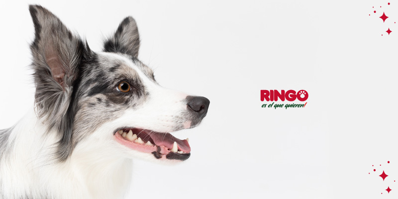Cuidado dental en perros